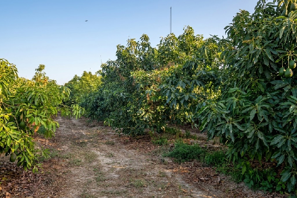 Finca en Tesorillo, Cádiz. SE VENDE - Imagen 31