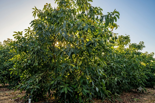 Finca en Tesorillo, Cádiz. SE VENDE - Imagen 32