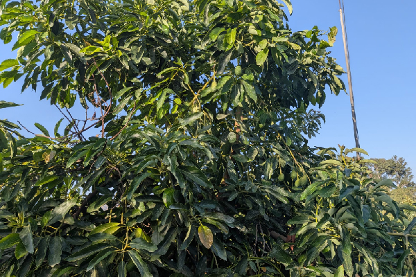 Finca en Tesorillo, Cádiz. SE VENDE - Imagen 34