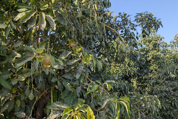 Finca en Tesorillo, Cádiz. SE VENDE - Imagen 36