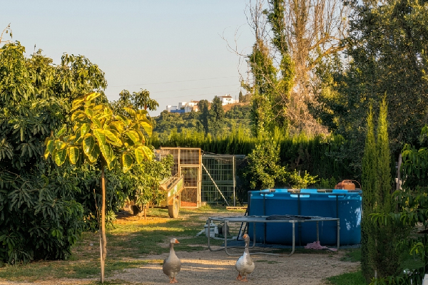 Finca en Tesorillo, Cádiz. SE VENDE - Imagen 37