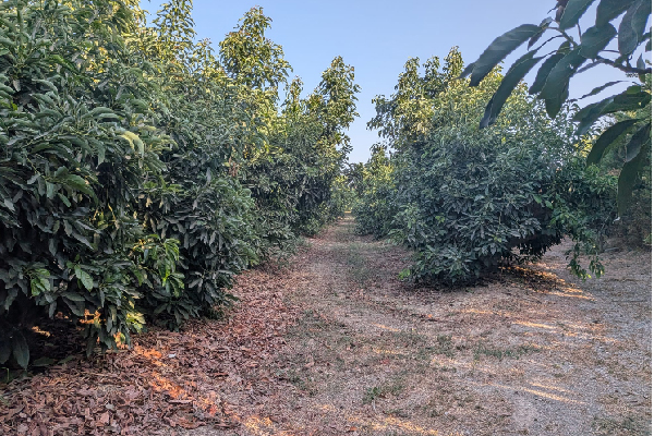 Finca en Tesorillo, Cádiz. SE VENDE - Imagen 38