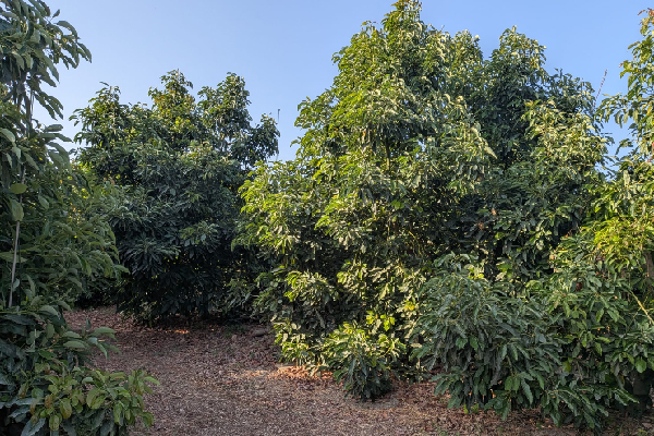 Finca en Tesorillo, Cádiz. SE VENDE - Imagen 40