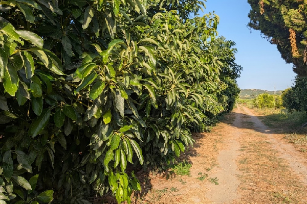 Finca en Tesorillo, Cádiz. SE VENDE - Imagen 41