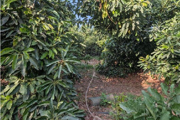Finca en Tesorillo, Cádiz. SE VENDE - Imagen 42